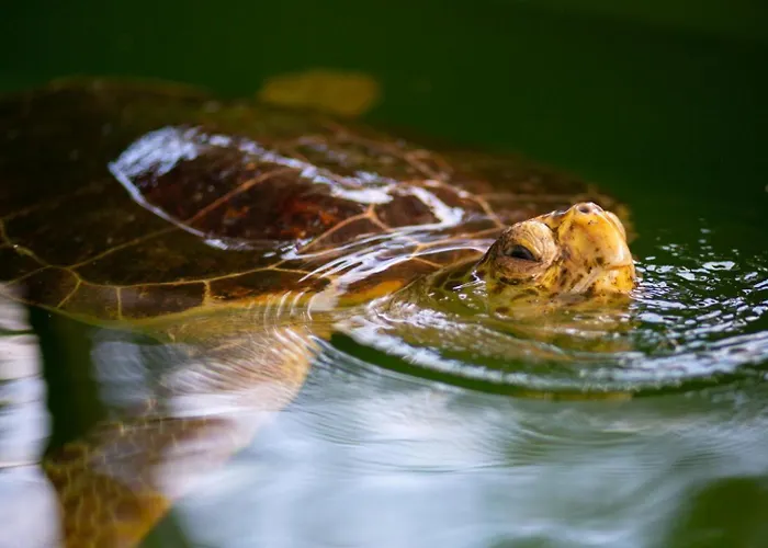 Portakal Blossom Vila *